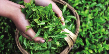 第十四屆中國（深圳）國際茶產(chǎn)業(yè)博覽會暨紫砂、陶瓷、紅木、茶具用品展